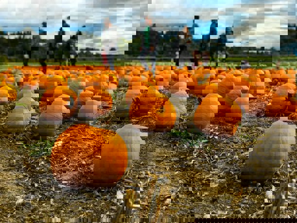 Pumpkin Patches Manchester