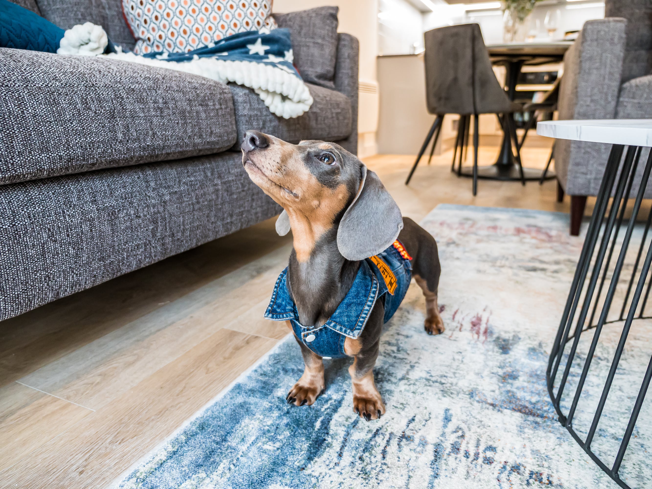 Pet Friendly apartments manchester